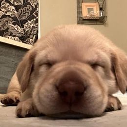 Labrador Retriever Puppies from Be Brave