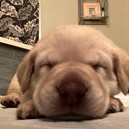 Labrador Retriever Puppies from Be Brave