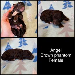 Angel - Phantom female Poodle puppy in Wheatland, California from Sapphire Ridge Poodles