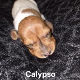 Calypso - Piebald female Dachshund puppy in Sibley, Missouri from Weiner Warriors