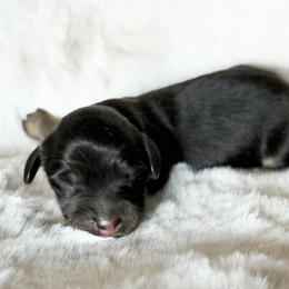 Black and Tan - Black and tan female Dachshund puppy in Harmony, North Carolina from Schuster Haus
