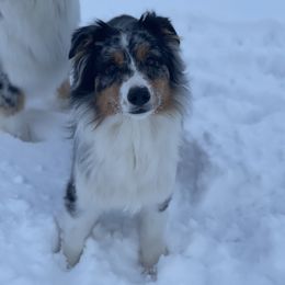 Paigr - Australian Shepherd