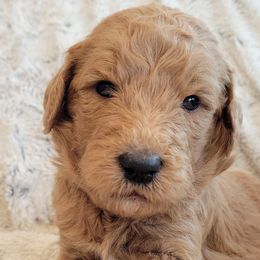 Boy 4 - Goldendoodle puppy in Le Roy, Minnesota from Doodles by the Dam