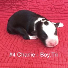 Miniature Australian Shepherd Puppies from Astrids Mini/Toy Aussies