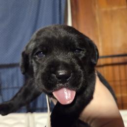 Silver Male - Black male Labrador Retriever puppy in Andrews, South Carolina from Leyland Cypress Retrievers