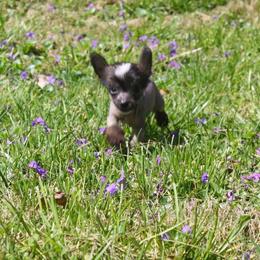 Chihuahua and Chinese Crested Puppies from Western Kentucky Chihuahua’s and Chinese Crested’s
