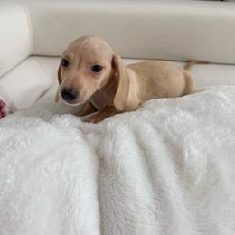 Puppy number three cream, short hair - Cream male Dachshund puppy in Spokane, Washington from Dearhaven Doxie