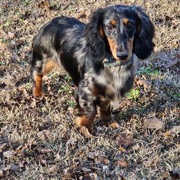 Lilli 🇧🇬 👑 - Dachshund