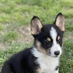 American Corgis and Pembroke Welsh Corgis from 6B Buchanan Corgi’s