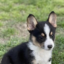 American Corgis and Pembroke Welsh Corgis from 6B Buchanan Corgi’s