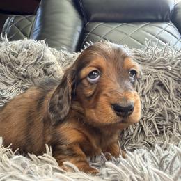Rock - Red male Dachshund puppy in Tampa, Florida from EntityDachs