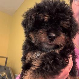Rory (Peach collar girl) - Phantom female Poodle puppy in Eagle Mountain, Utah from Liberty Farms Puppies