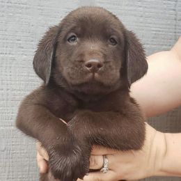 Golden Retrievers and Labrador Retrievers from Keller's Retrievers