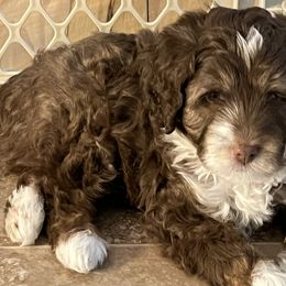 Aussiedoodle Puppies from Creek Bend Farm