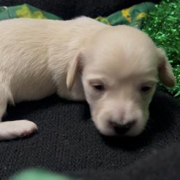 Yeti - Cream male Dachshund puppy in Sheridan, Arkansas from Farmhouse Dachshunds