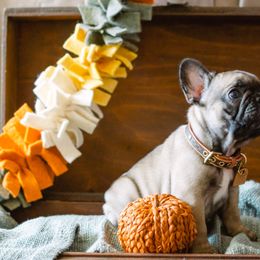 Ellie - Fawn French Bulldog puppy in High Springs, Florida from PDR Frenchies