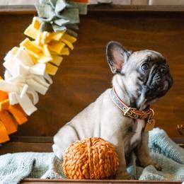 Ellie - Fawn French Bulldog puppy in High Springs, Florida from PDR Frenchies