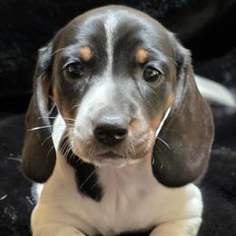 Baby Girl 1 - Jersey - Piebald female Dachshund puppy in Salem, Oregon from Long'd Fore Dachshunds