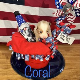 Miniature Australian Shepherd Puppies from Bee Positive Mini Aussies 🐝