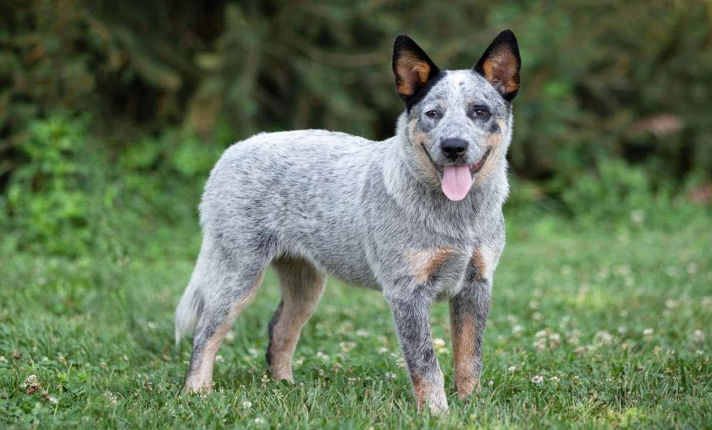 Adult Australian Cattle Dog in grass