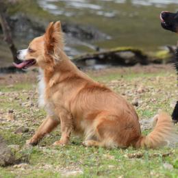 Australian Shepherds and Chihuahuas from RockyTop Hearts