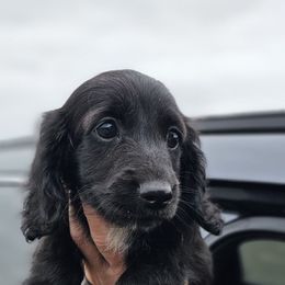 Black boy - Black male Dachshund puppy in Woodland, Washington from SJs Dachshunds
