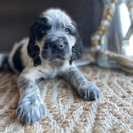 English Springer Spaniel Puppies from Southbend Springers