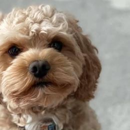 Cavapoos from Elway’s Cavapoo’s