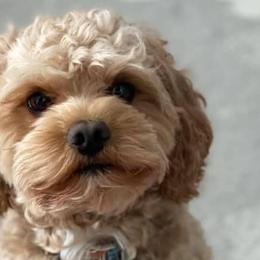 Cavapoos from Elway’s Cavapoo’s