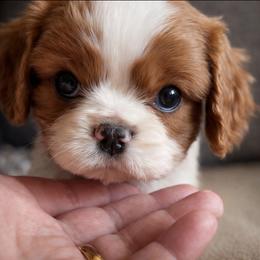 Navy - Blenheim male Cavalier King Charles Spaniel puppy in Greensboro, North Carolina from Hyde Park Cavaliers