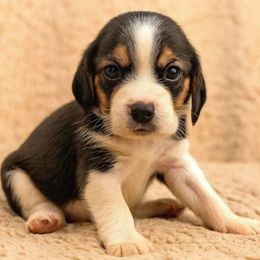 Cocoa Puffs - Black red and white female Beagle puppy in Rose Bud, Arkansas from Rajun Cajun Kennels