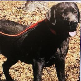 Barrett - Dilute Retriever