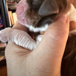 Candy (brown collar) - Tri-Roan female English Springer Spaniel puppy in Statesville, North Carolina from Rockin’ Slow Farms