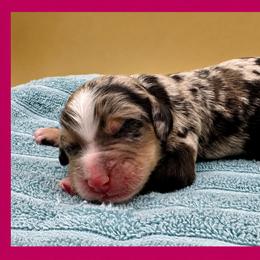 Praline Pecan (Praline) - Merle female Bernedoodle puppy in Hendersonville, North Carolina from Kim's Cove