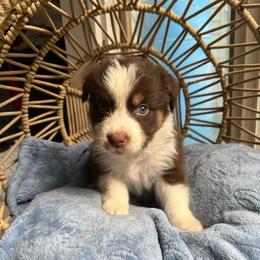 Ron - Red tri-color male Australian Shepherd puppy in Grants Pass, Oregon from Carmel Mountain Aussies