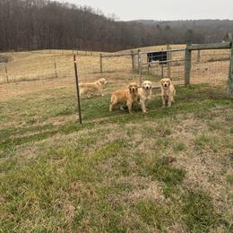 French Bulldogs and Golden Retrievers from Carolina Country Goldens and Lakeside Frenchies