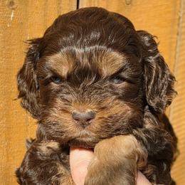 Cocoa - Brown and tan female Cockapoo puppy in Indiahoma, Oklahoma from Phamily Doodles