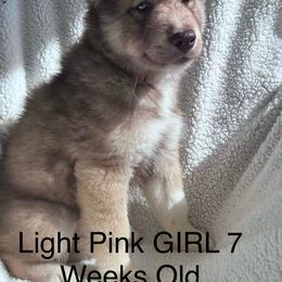 Siberian Husky Puppies from Southern Siberian Huskies of SW Florida