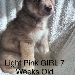 Siberian Husky Puppies from Southern Siberian Huskies of SW Florida