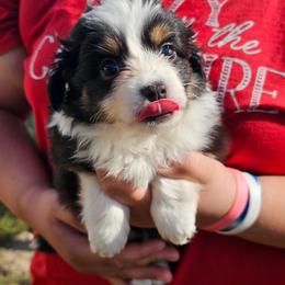 Black girl - Black tri female Toy Australian Shepherd puppy in Addy, Washington from Mountain Mama Mastiffs and Tailspin Toy Aussies