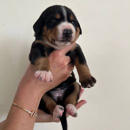Dakota - Black white and tan female Entlebucher Mountain Dog puppy in Poway, California from Mont Blanc
