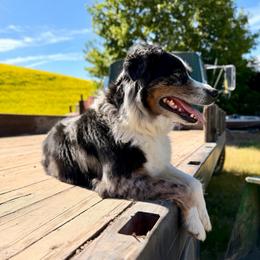 Rev - Blue merle female Miniature Australian Shepherd puppy in Dayton, Washington from Rafter 22 Aussies