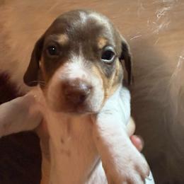 Petey - Dapple male Dachshund puppy in Fort Worth, Texas from Louis' Litters