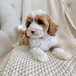 Dusty--Red - Blenheim male Cavapoo puppy in Twin Falls, Idaho from Magic Valley Family Doodles