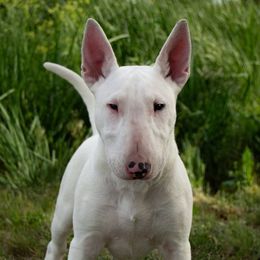 Arrow - White female Bull Terrier puppy in Sprauge, Washington from Mark My Words Bull Terriers