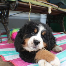 Bernese Mountain Dog Puppies from Baby Bear Bernese Kennel