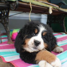 Bernese Mountain Dog Puppies from Baby Bear Bernese Kennel