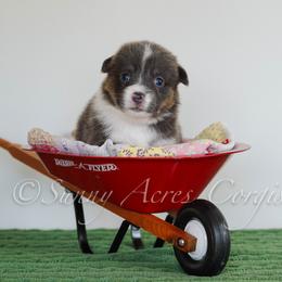 Girl 2 - female Pembroke Welsh Corgi puppy in Bedford, Indiana from Sunny Acres Corgis