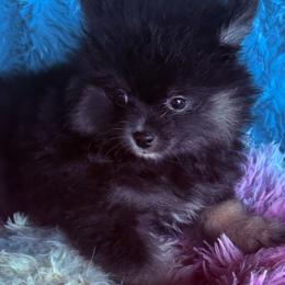 Whiskey - Black and tan male Pomeranian puppy in Gainesville, Texas from Pomtastic Pomeranians