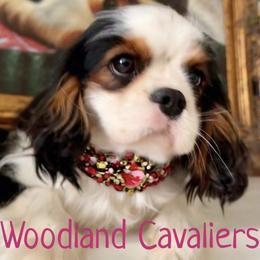 Flower - Tri-color female Cavalier King Charles Spaniel puppy in Newbury Park, California from Woodland Cavaliers